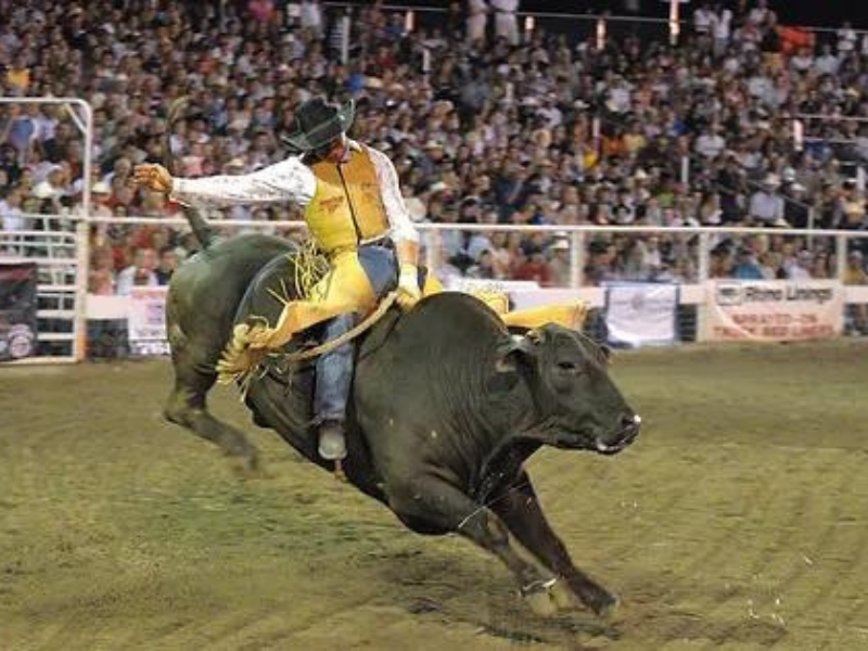 Bull Bash rider and bull.